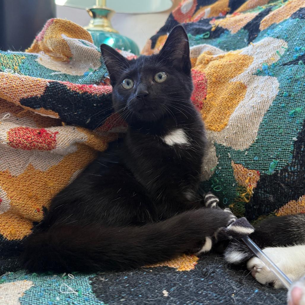 Cannon, a Adoptable Domestic Short Hair in Hollywood, FL image 3/4