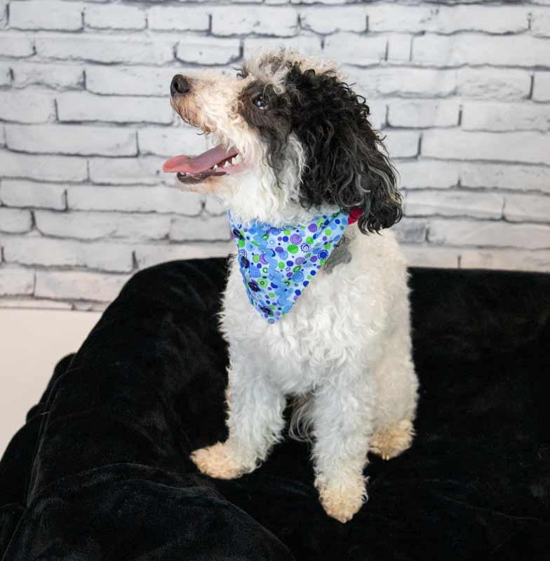 Enlarge Melanie, a Adoptable mixed breed in Kennesaw, GA image 3/6