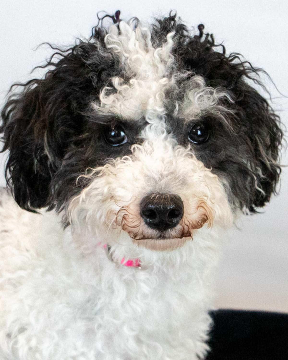 Melanie, Adoptable, Puppy Female Poodle & Bichon Frise.