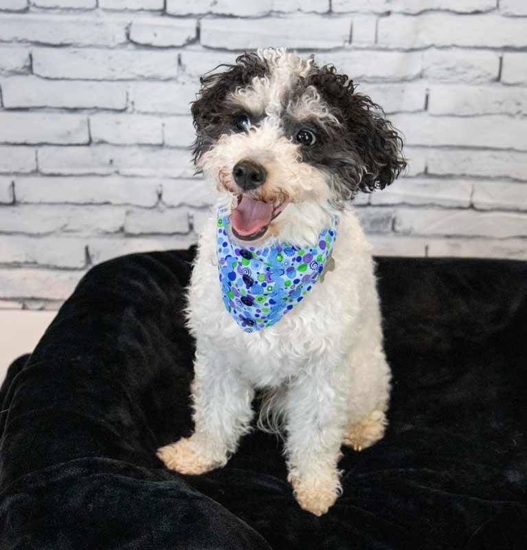 Enlarge Melanie, a Adoptable mixed breed in Kennesaw, GA image 2/6