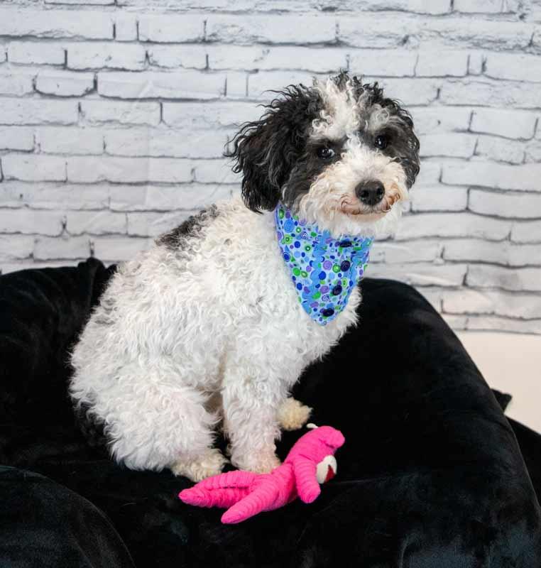 Enlarge Melanie, a Adoptable mixed breed in Kennesaw, GA image 4/6