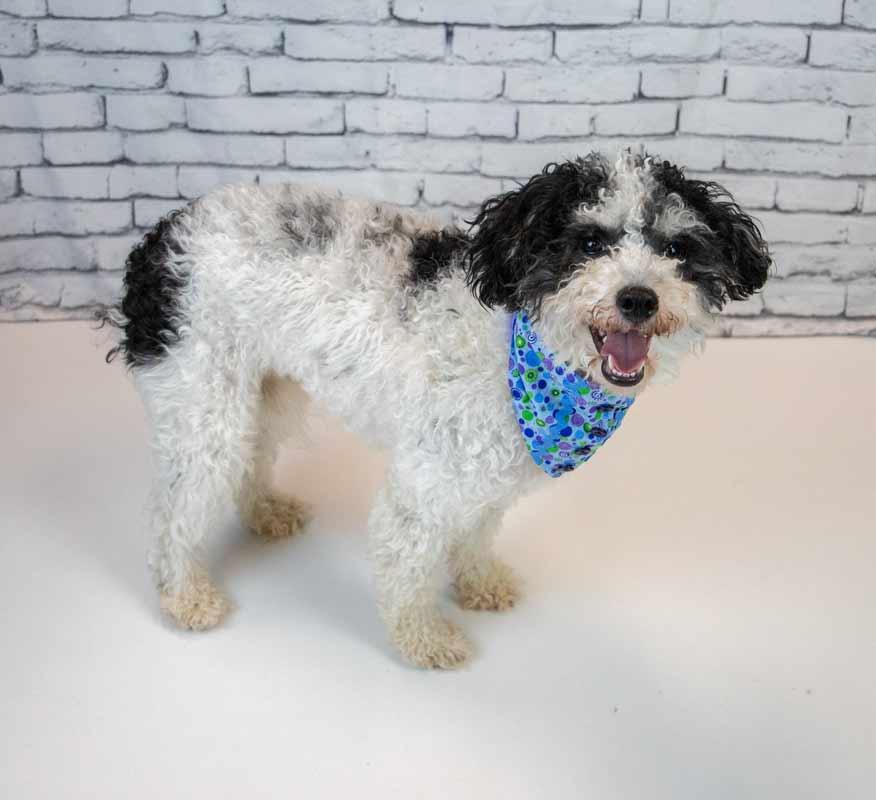 Enlarge Melanie, a Adoptable mixed breed in Kennesaw, GA image 5/6