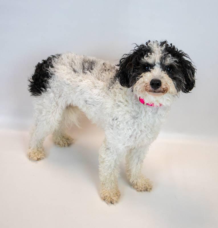 Enlarge Melanie, a Adoptable mixed breed in Kennesaw, GA image 6/6