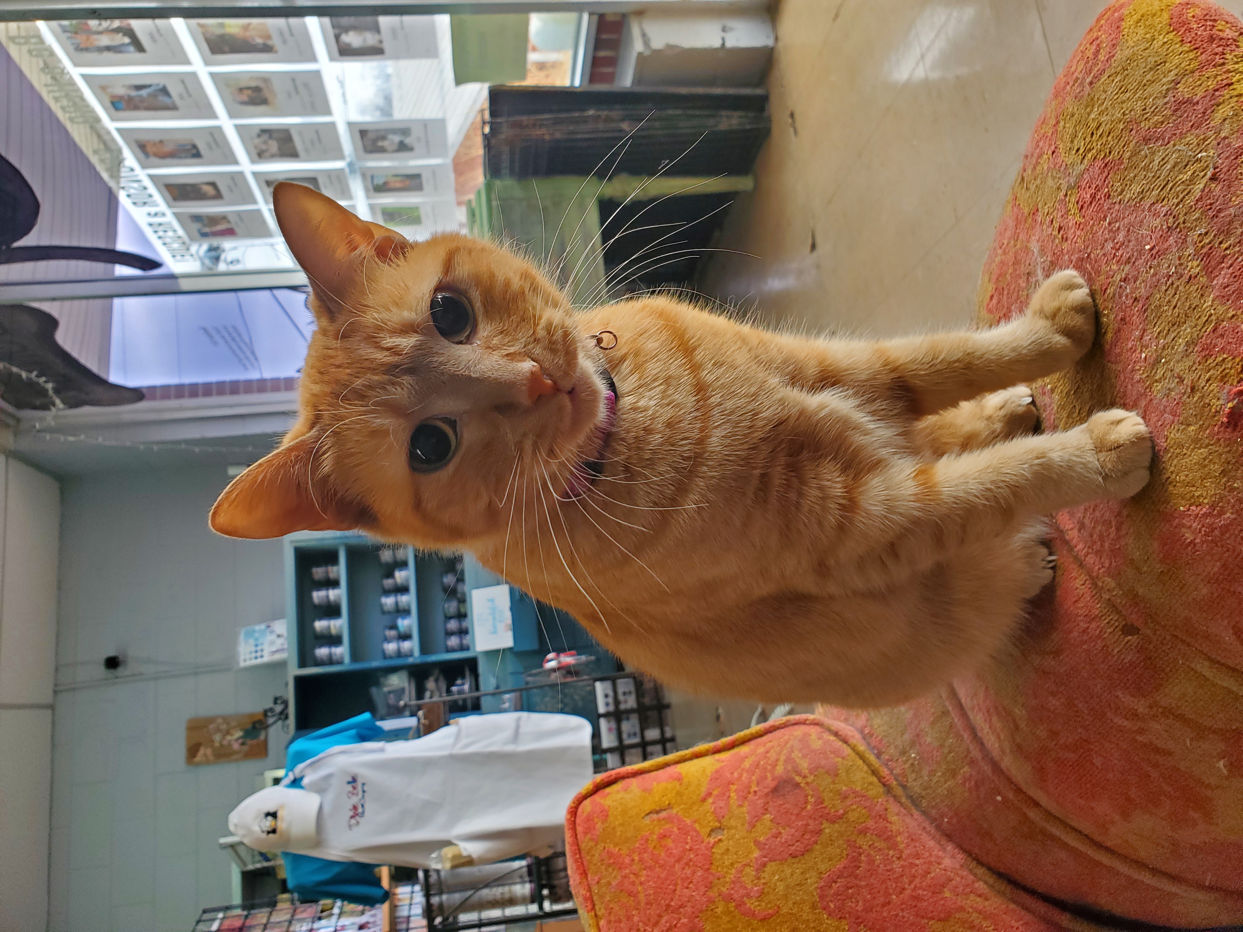 Enlarge Ginger, a Adoptable Domestic Short Hair in Camden, TN image 6/7