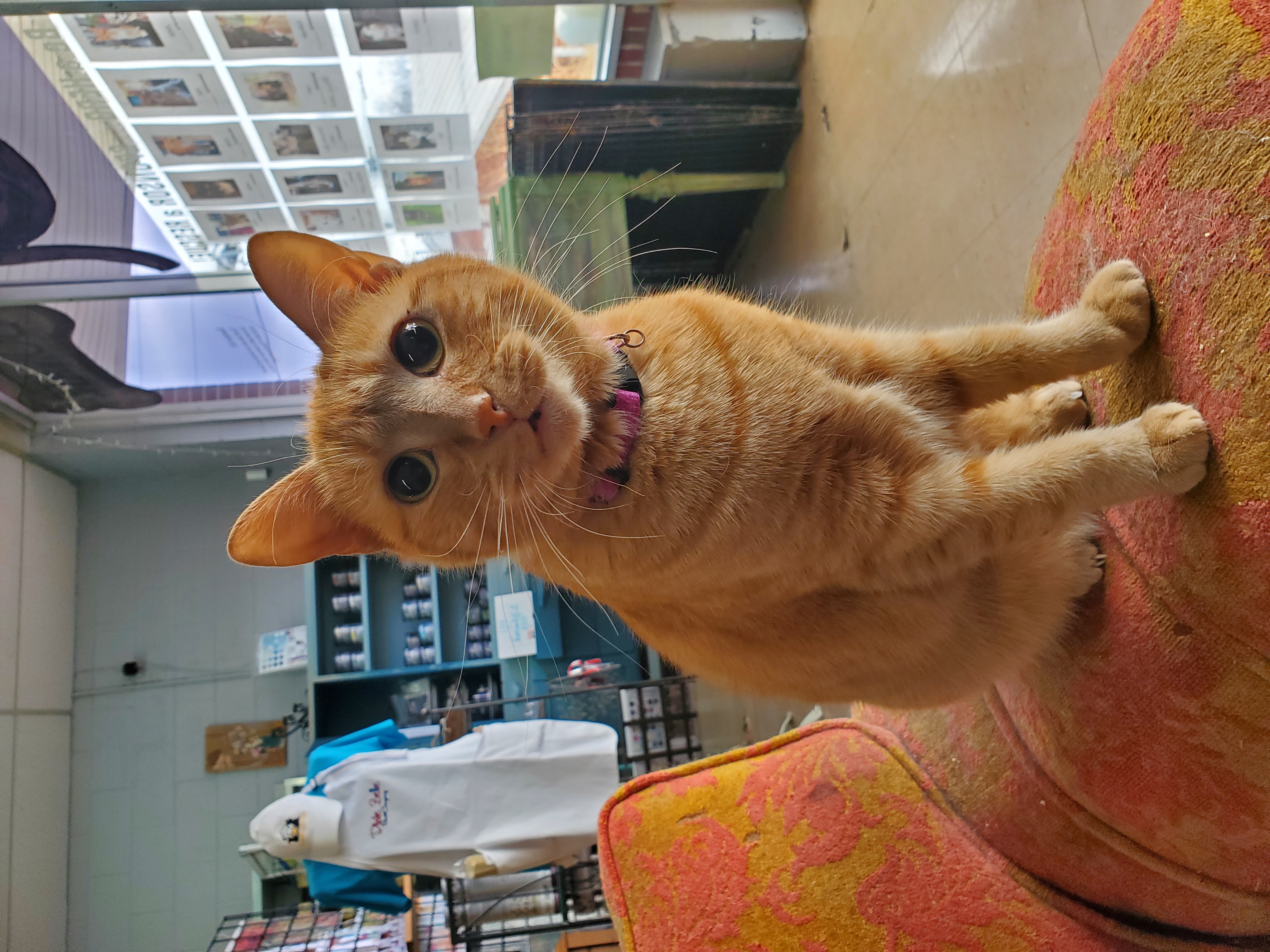 Enlarge Ginger, a Adoptable Domestic Short Hair in Camden, TN image 1/7