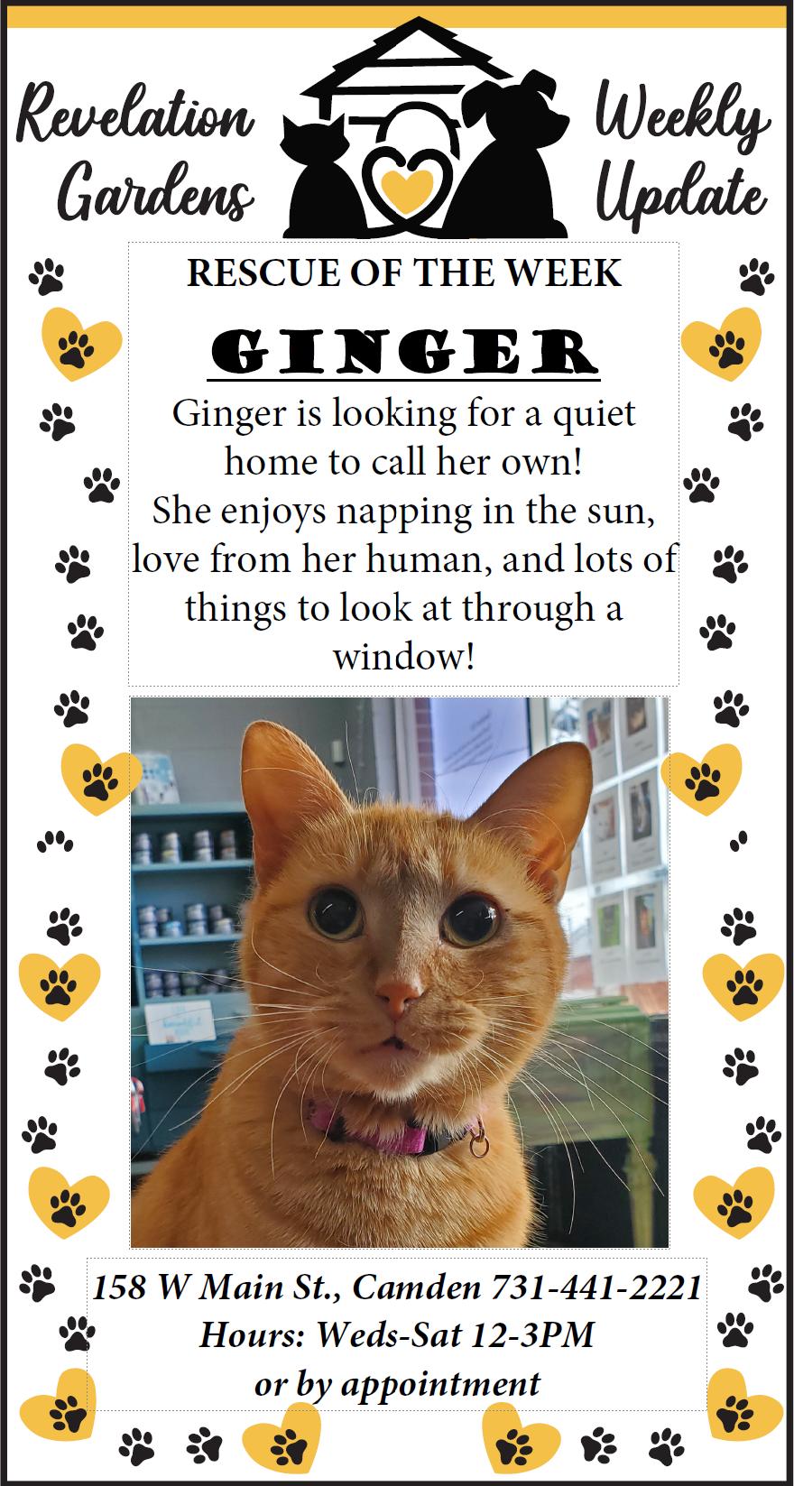 Ginger — thumbnail 3