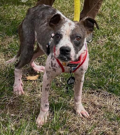 Enlarge Wham, a Adoptable mixed breed in Washington, DC image 1/4