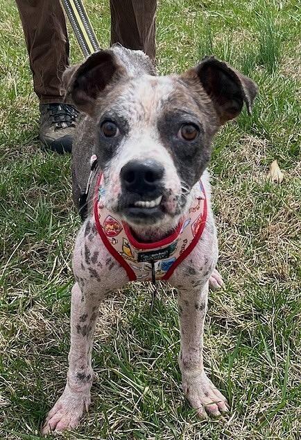 Enlarge Wham, a Adoptable mixed breed in Washington, DC image 2/4