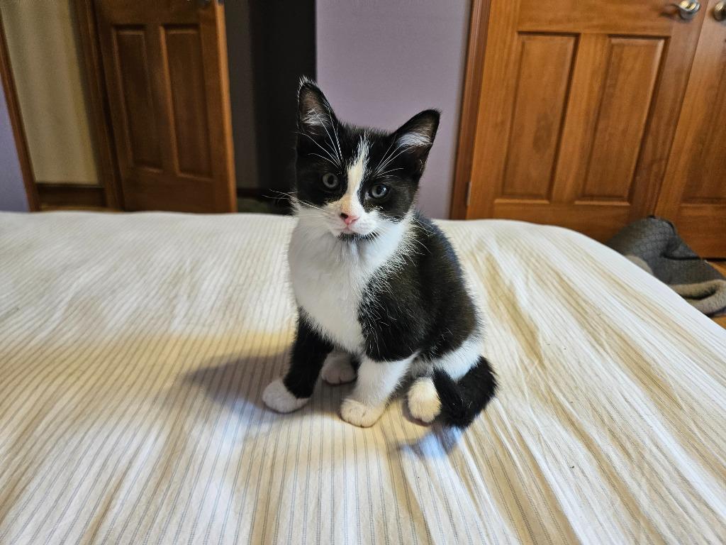 Enlarge Elizabeth, a Adopted mixed breed in Findlay, OH image 1/1