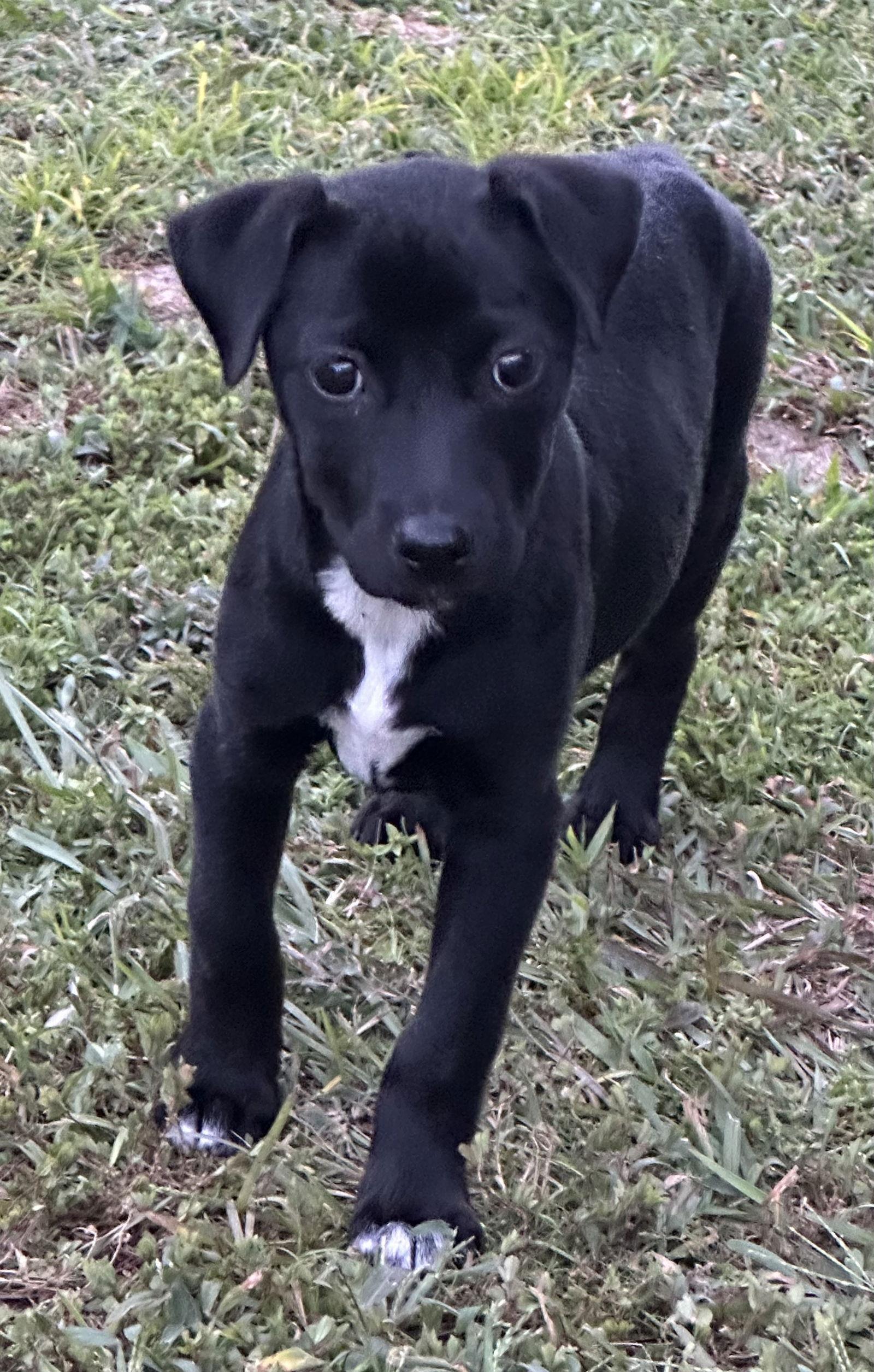 Fruity "Pebbles", Adopted, Young Female Hound & Labrador Retriever.