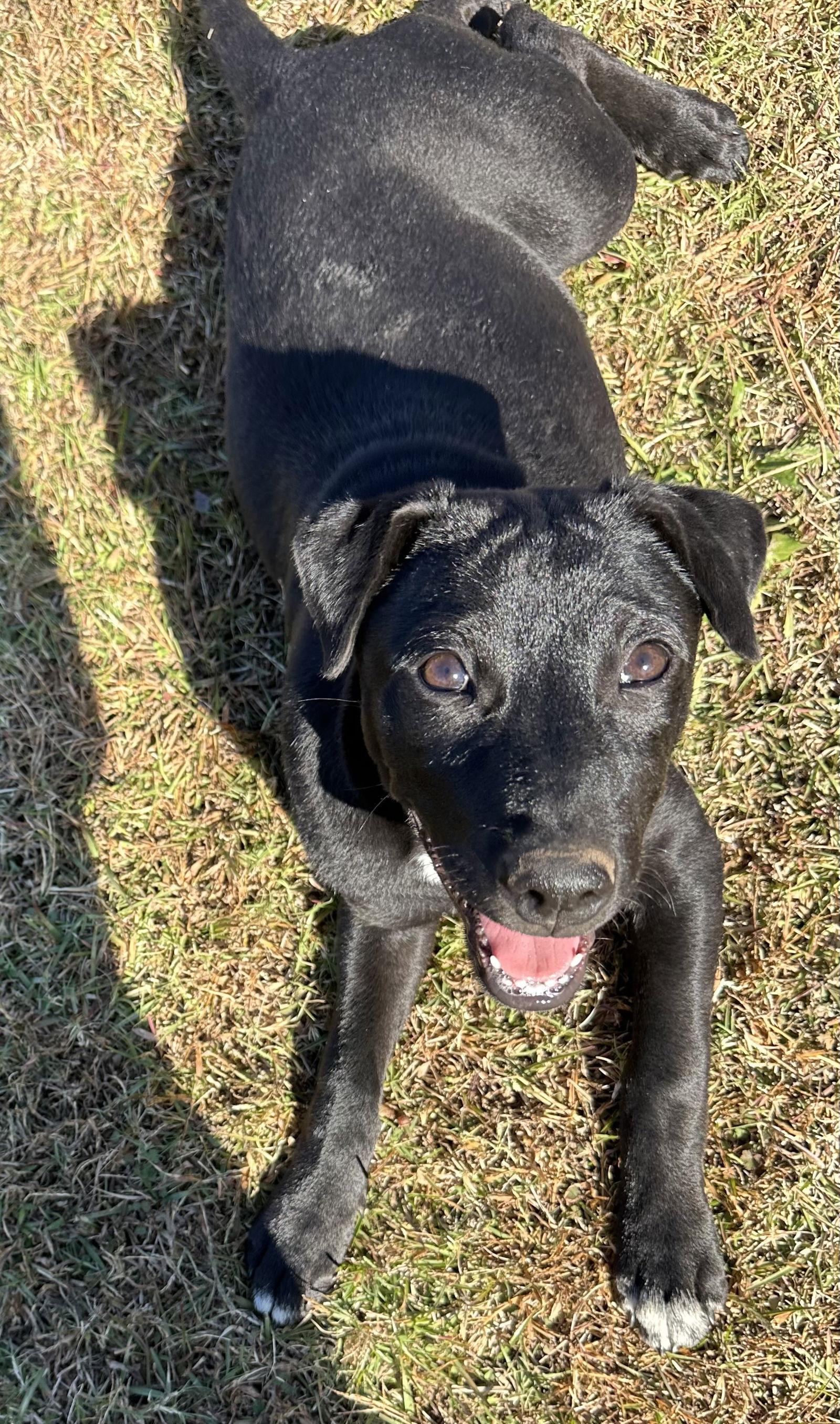 Fruity "Pebbles", a Adopted mixed breed in Garner, NC image 2/3