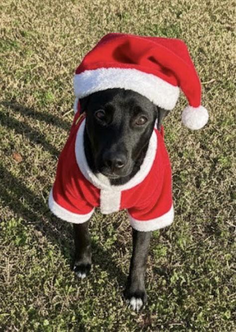 Fruity "Pebbles", a Adopted mixed breed in Garner, NC image 3/3