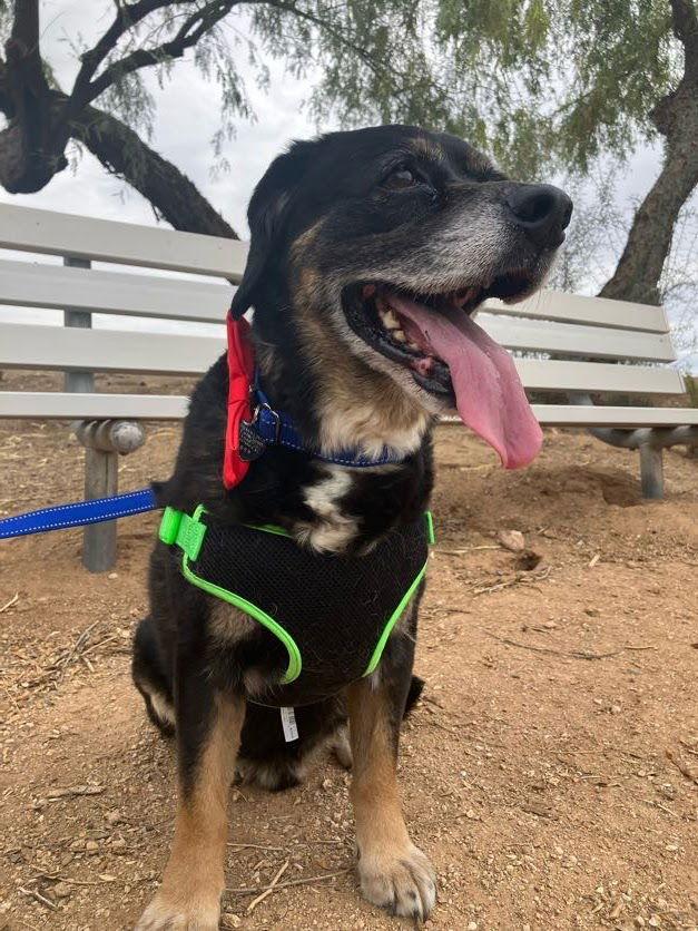 Max, Adoptable, Adult Male English Springer Spaniel & Bernese Mountain Dog.