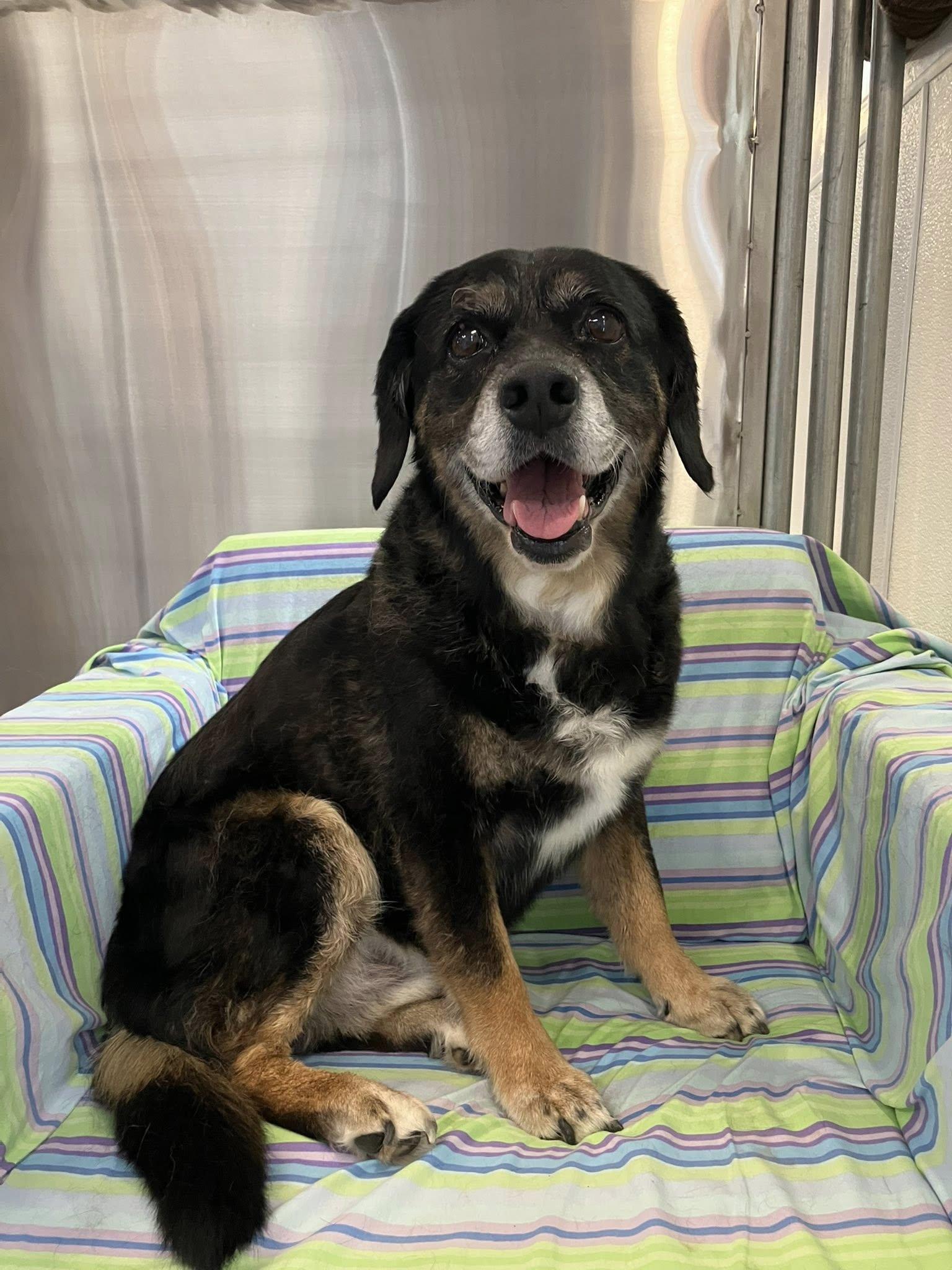 Enlarge Max, a Adoptable mixed breed in Scottsdale, AZ image 2/4