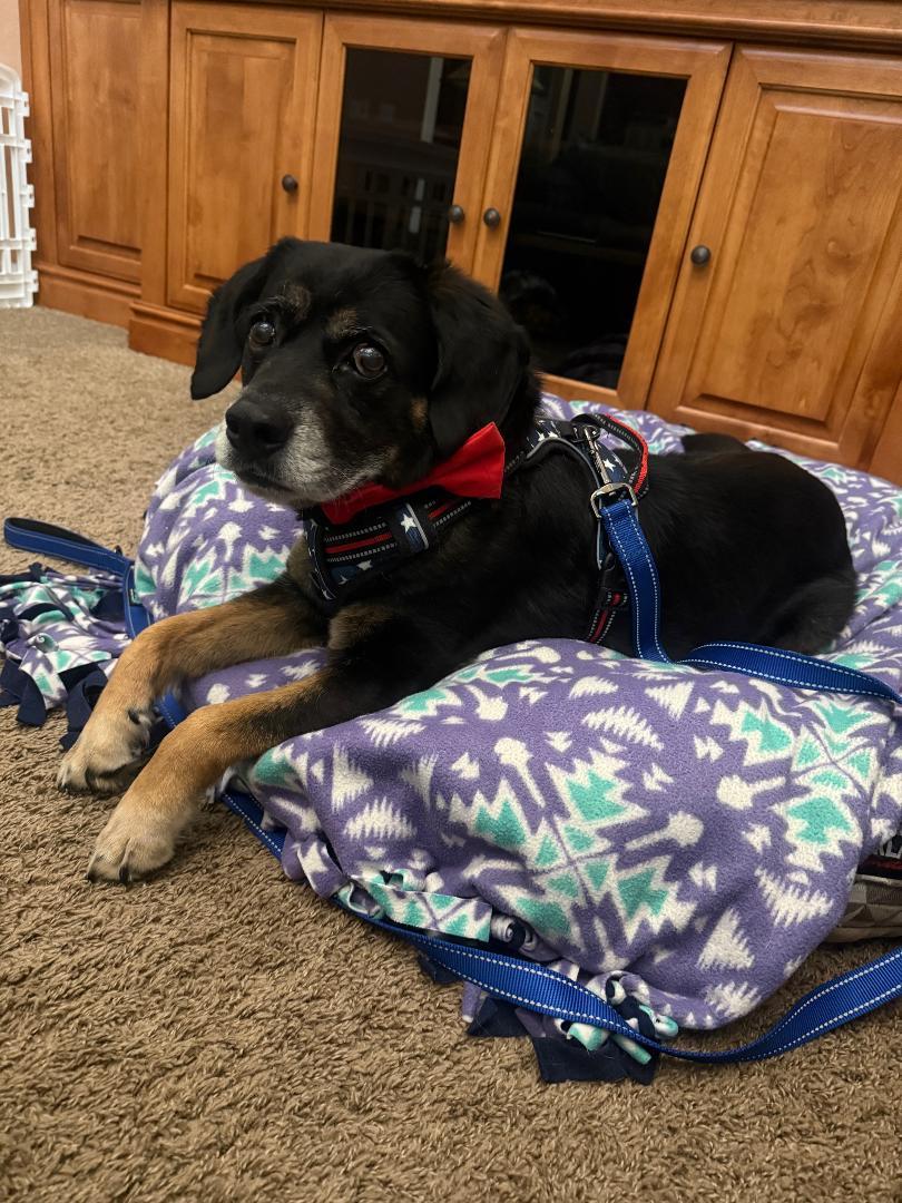 Enlarge Max, a Adoptable mixed breed in Scottsdale, AZ image 3/4