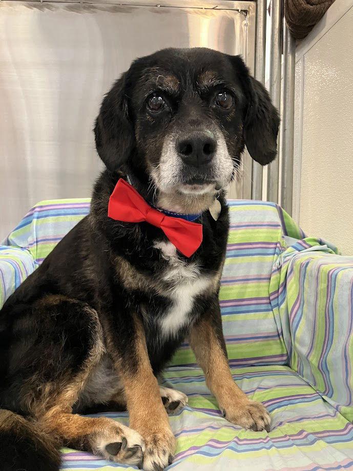 Enlarge Max, a Adoptable mixed breed in Scottsdale, AZ image 4/4