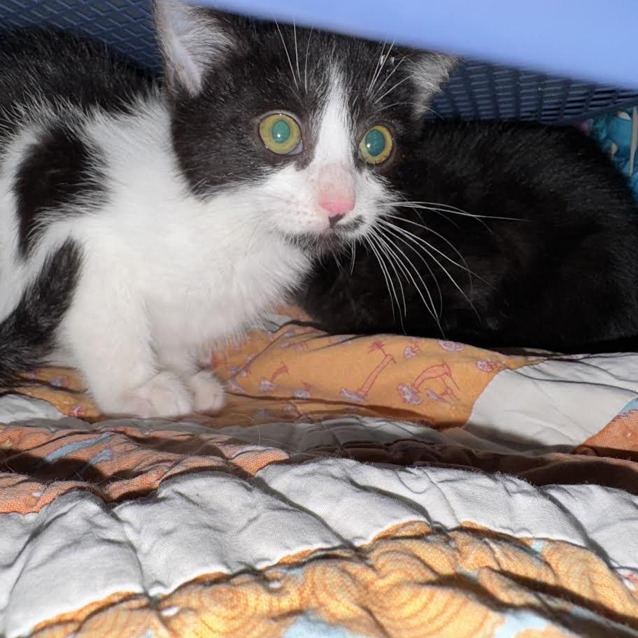 Rosemary, a Adoptable Domestic Short Hair in Madison, WI image 1/3