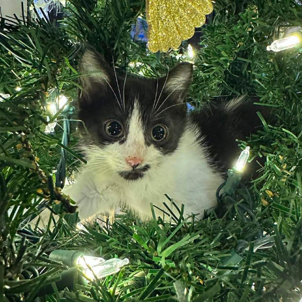 Rosemary, a Adoptable Domestic Short Hair in Madison, WI image 2/3