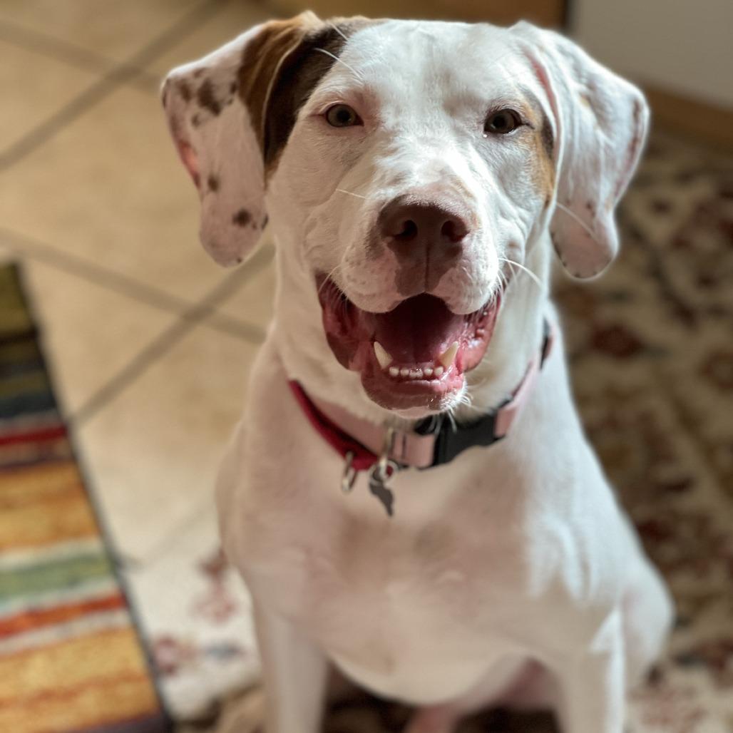 Tito, a Adoptable Mixed Breed in Murray, UT image 1/5