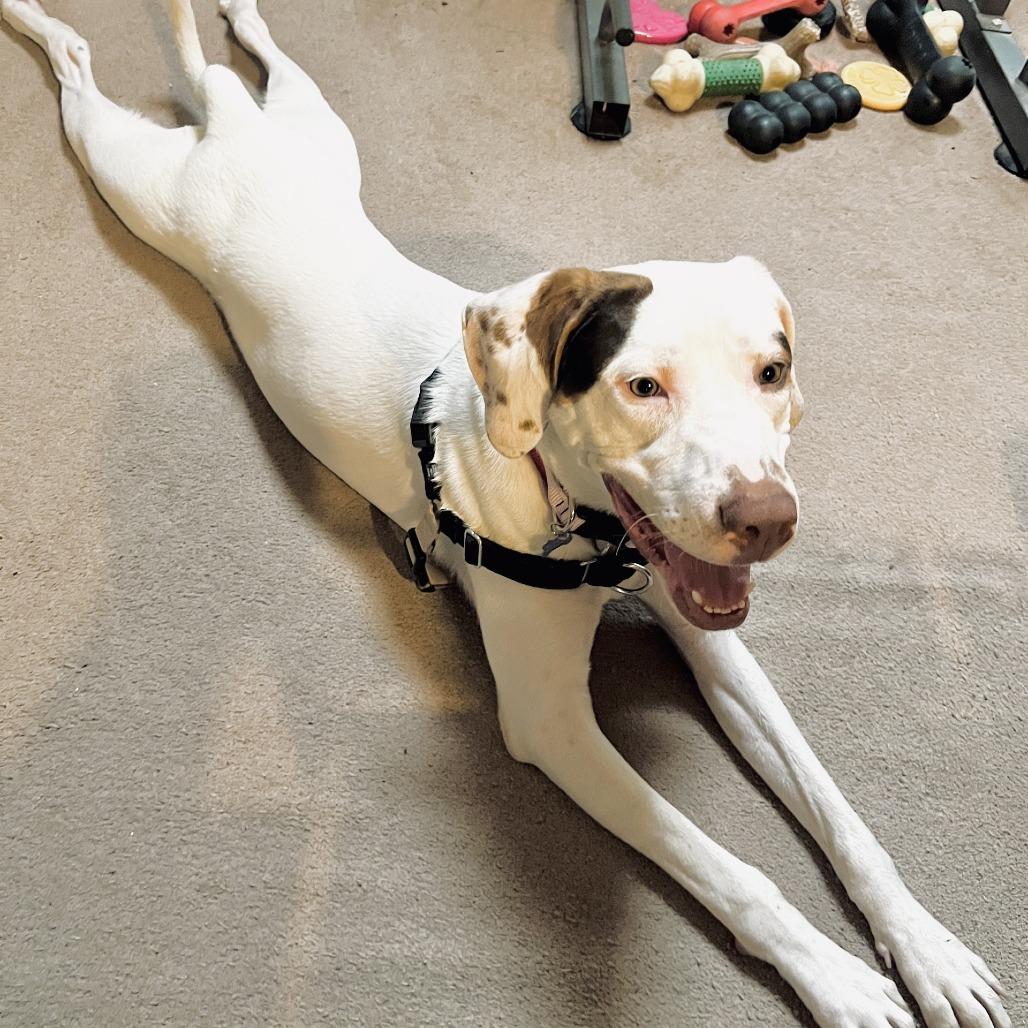 Tito, a Adoptable Mixed Breed in Murray, UT image 2/5