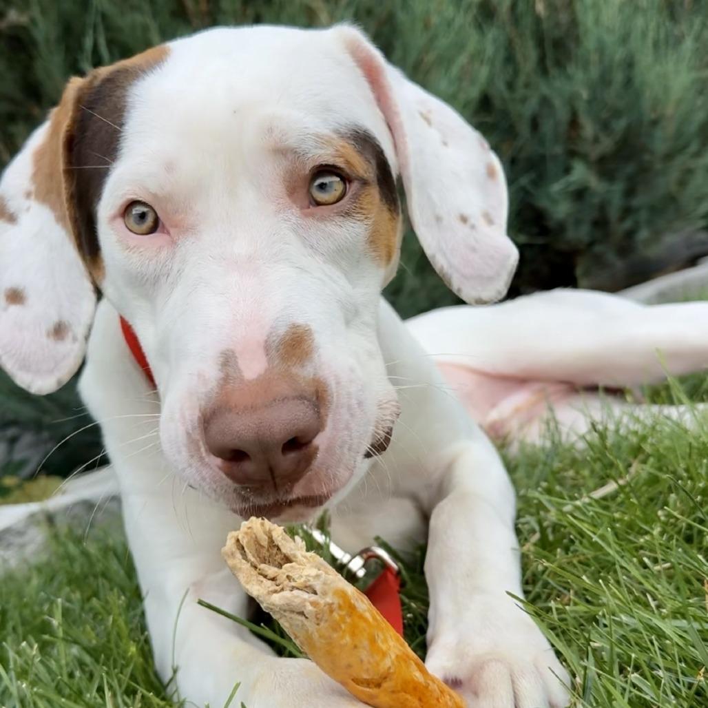 Tito, a Adoptable Mixed Breed in Murray, UT image 3/5