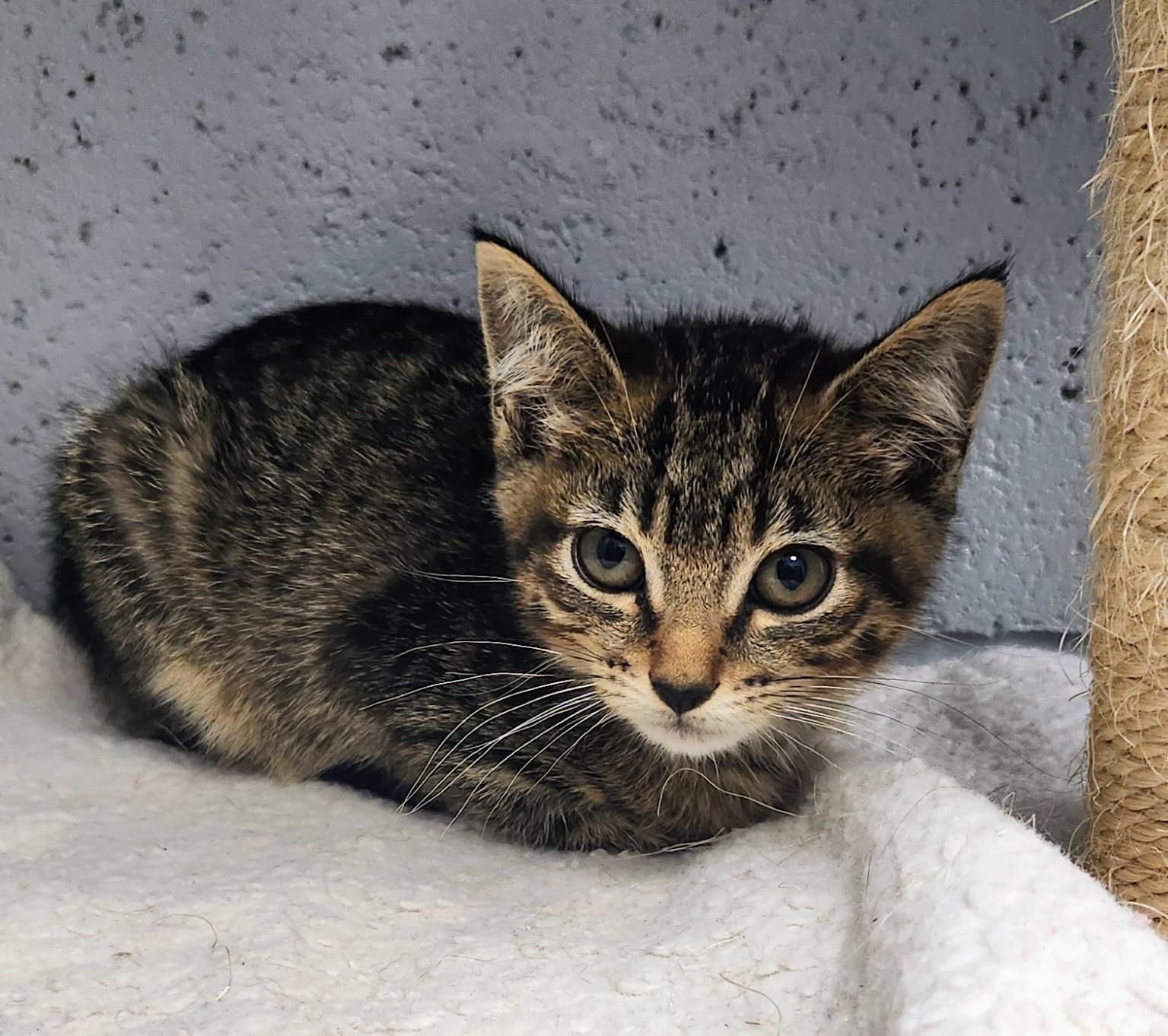 Crysta, an adopted mixed breed in Siloam Springs, AR image 1/2