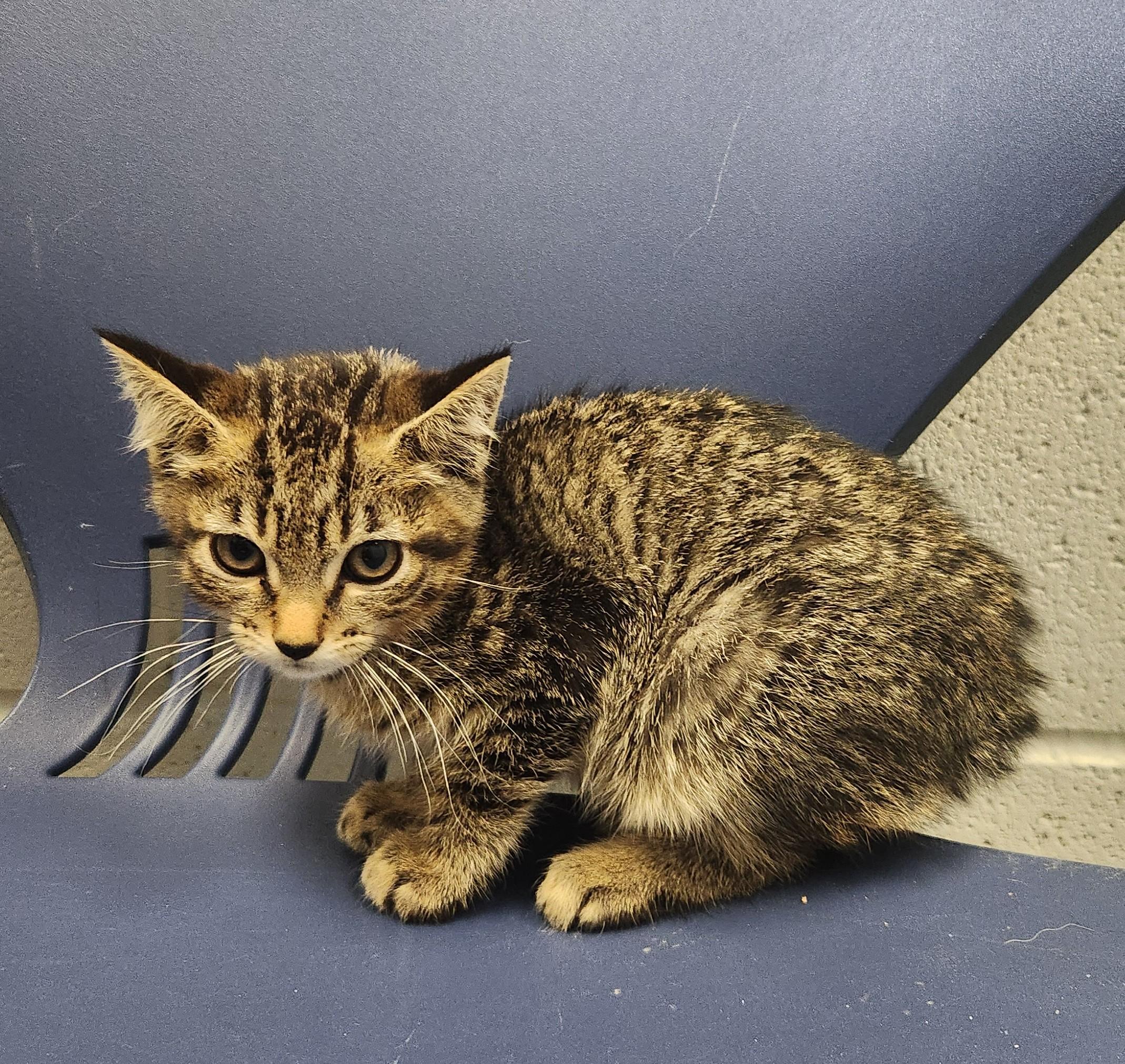 Crysta, an adopted mixed breed in Siloam Springs, AR image 2/2