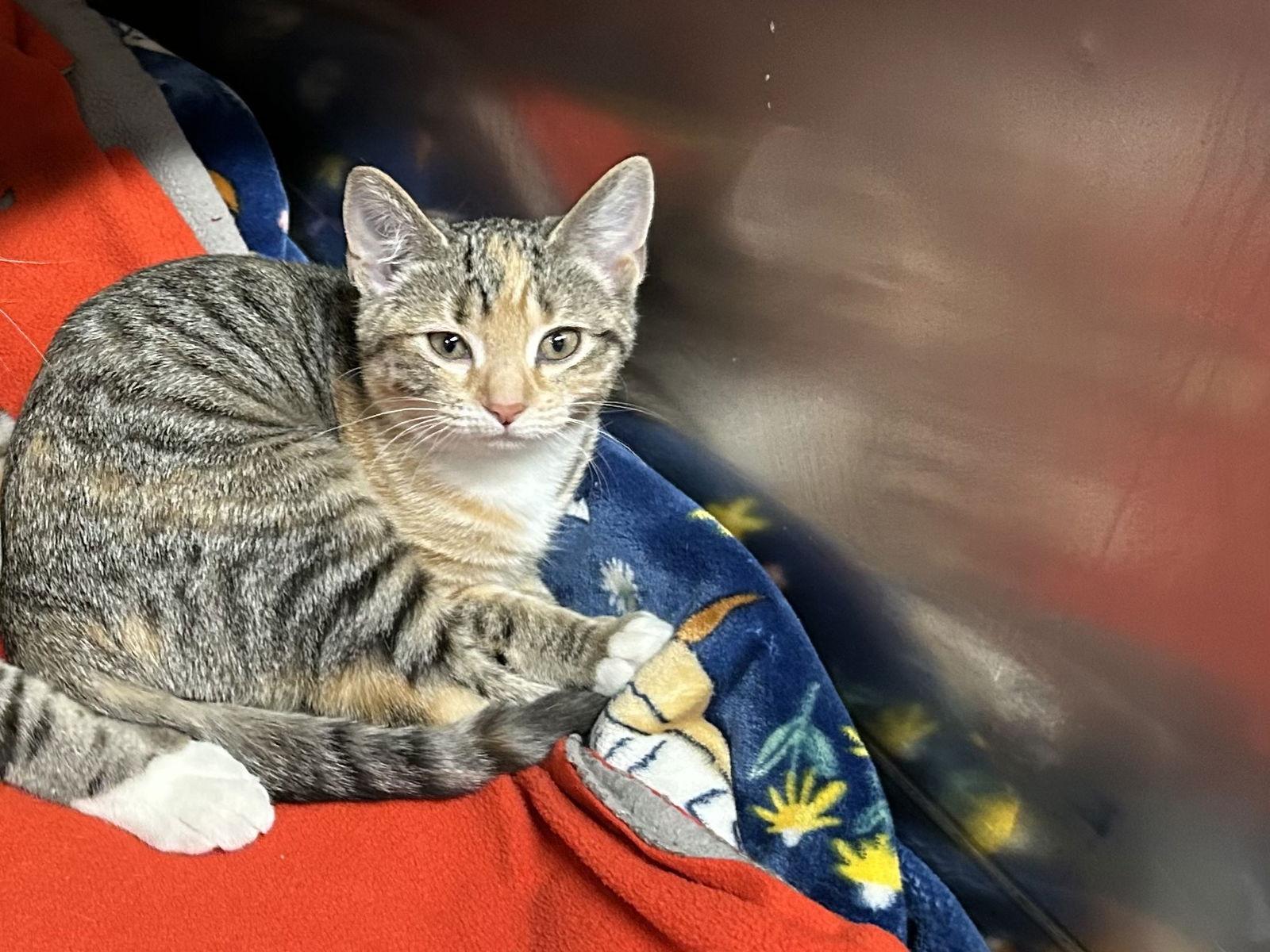 Enlarge Lily, a Adoptable Domestic Short Hair in East Derry, NH image 3/3