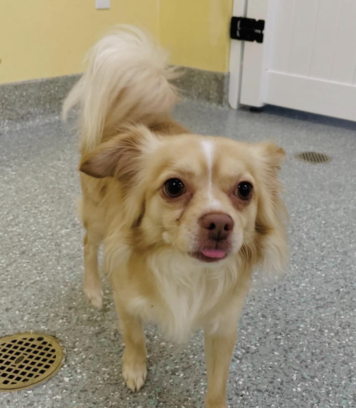 Enlarge Milo, a Adoptable mixed breed in Lake Forest, CA image 2/5