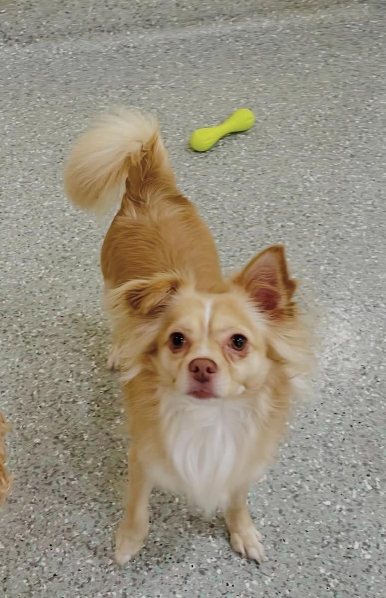 Enlarge Milo, a Adoptable mixed breed in Lake Forest, CA image 3/5