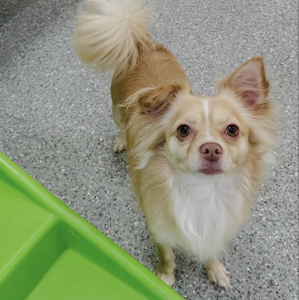 Enlarge Milo, a Adoptable mixed breed in Lake Forest, CA image 4/5