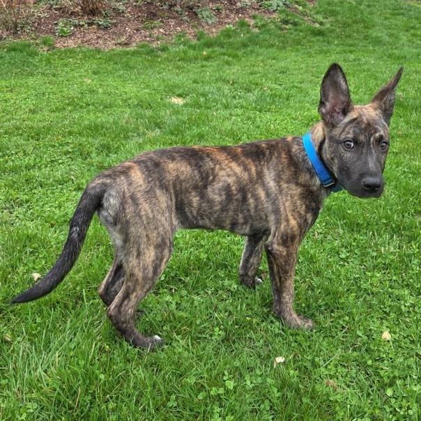 Enlarge Breeze, a ADOPTABLE Mixed Breed in Rensselaer, NY image 3/3