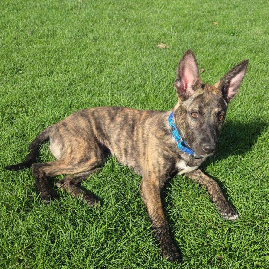 Enlarge Breeze, a ADOPTABLE Mixed Breed in Rensselaer, NY image 2/3