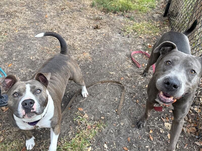 Rex Loves Toys — thumbnail 2