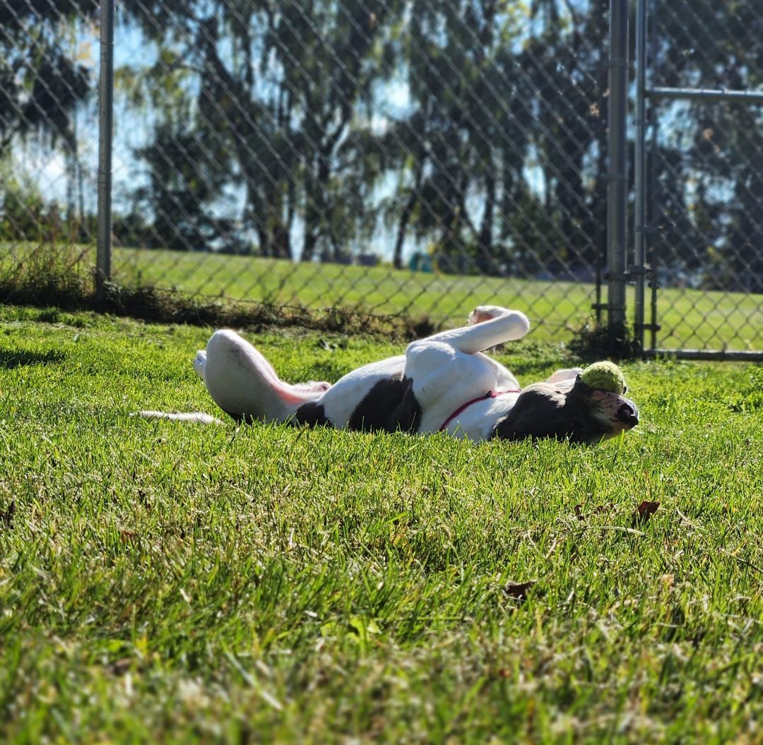 Enlarge Leonardo, a Adoptable Pit Bull Terrier in Grayslake, IL image 3/5