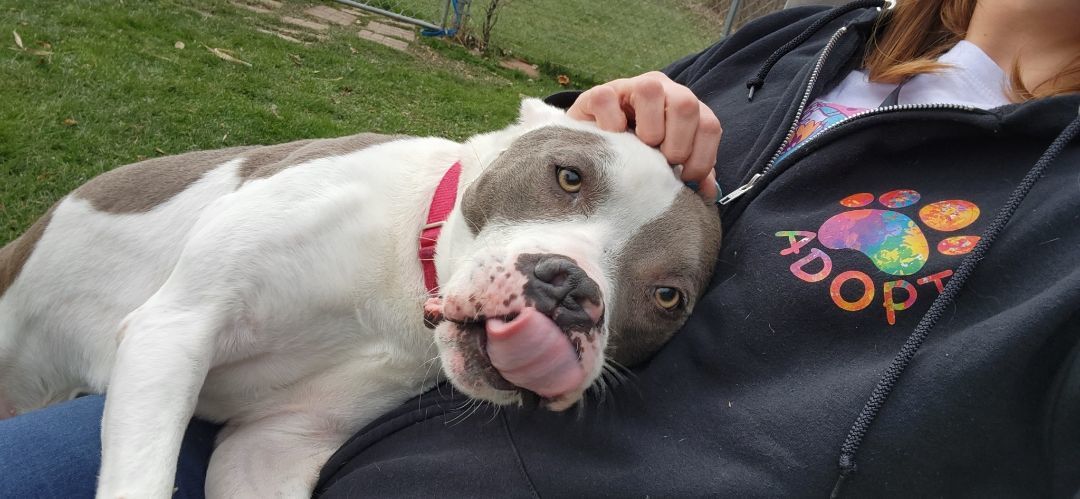 Enlarge Leonardo, a Adoptable Pit Bull Terrier in Grayslake, IL image 4/5