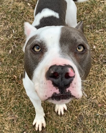 Enlarge Leonardo, a Adoptable Pit Bull Terrier in Grayslake, IL image 5/5