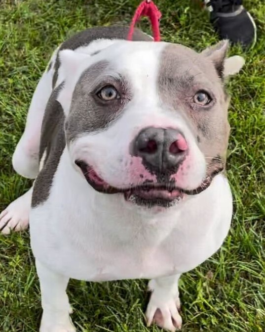 Enlarge Leonardo, a Adoptable Pit Bull Terrier in Grayslake, IL image 1/5