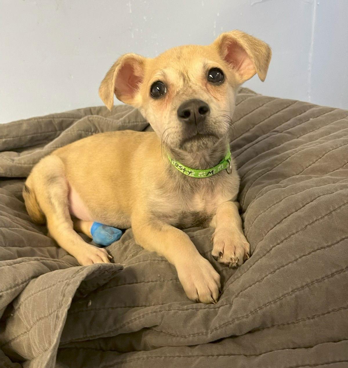 Enlarge Rusty, a Adoptable Mixed Breed in Cliffwood, NJ image 1/2