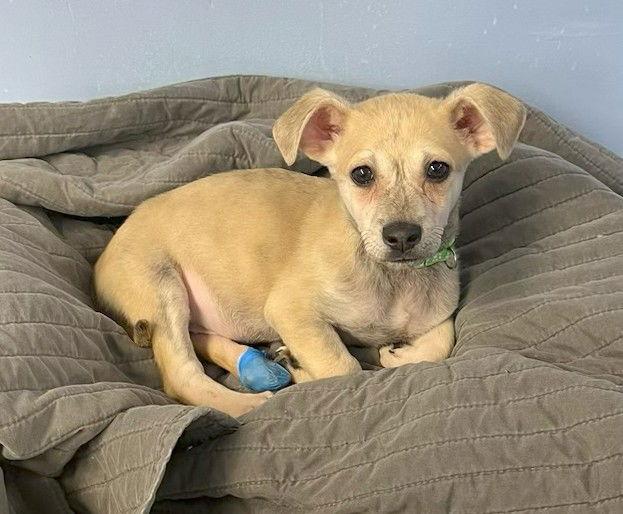 Enlarge Rusty, a Adoptable Mixed Breed in Cliffwood, NJ image 2/2