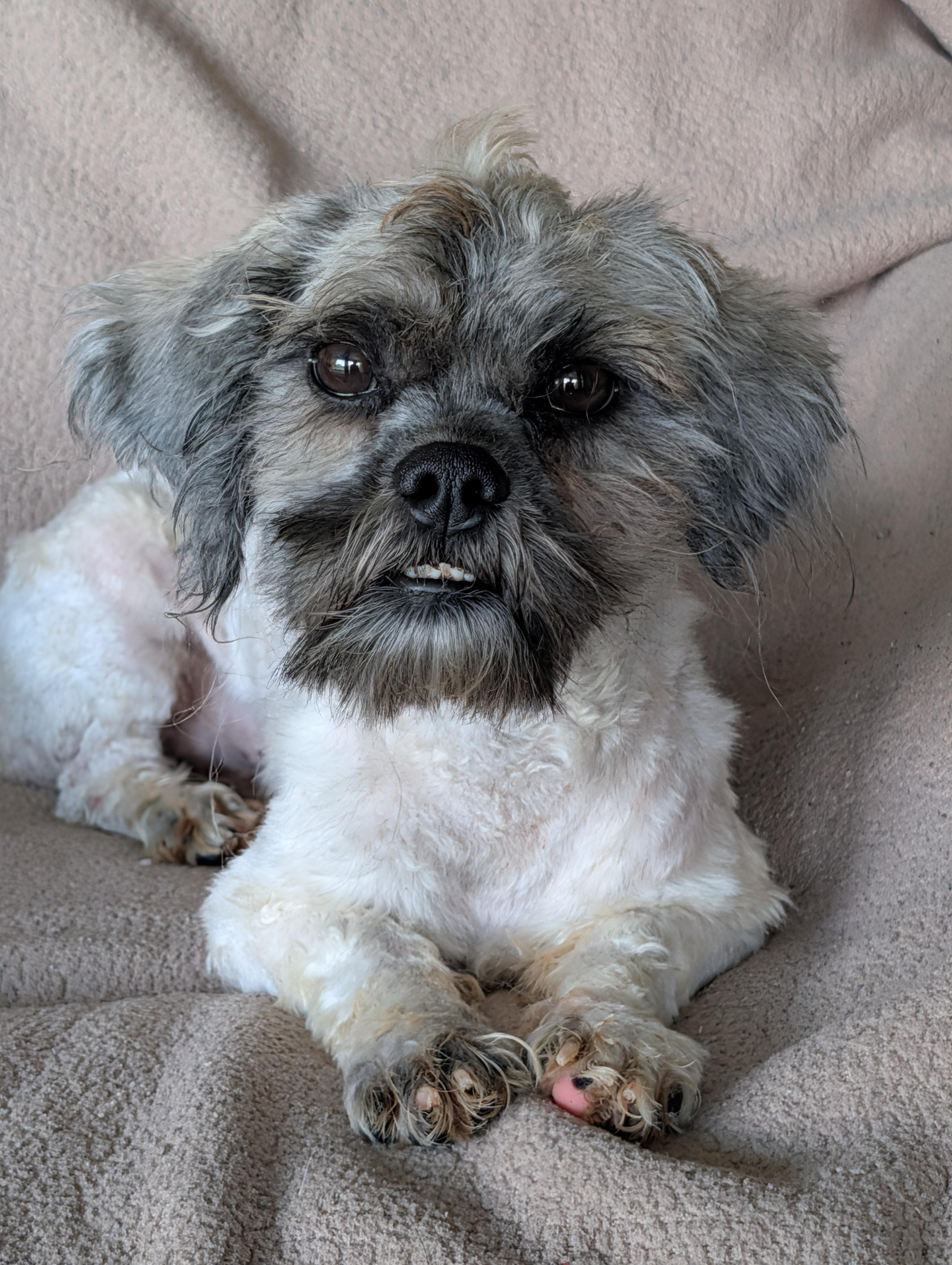 Ricardo, Adoptable, Adult Male Shih poo.