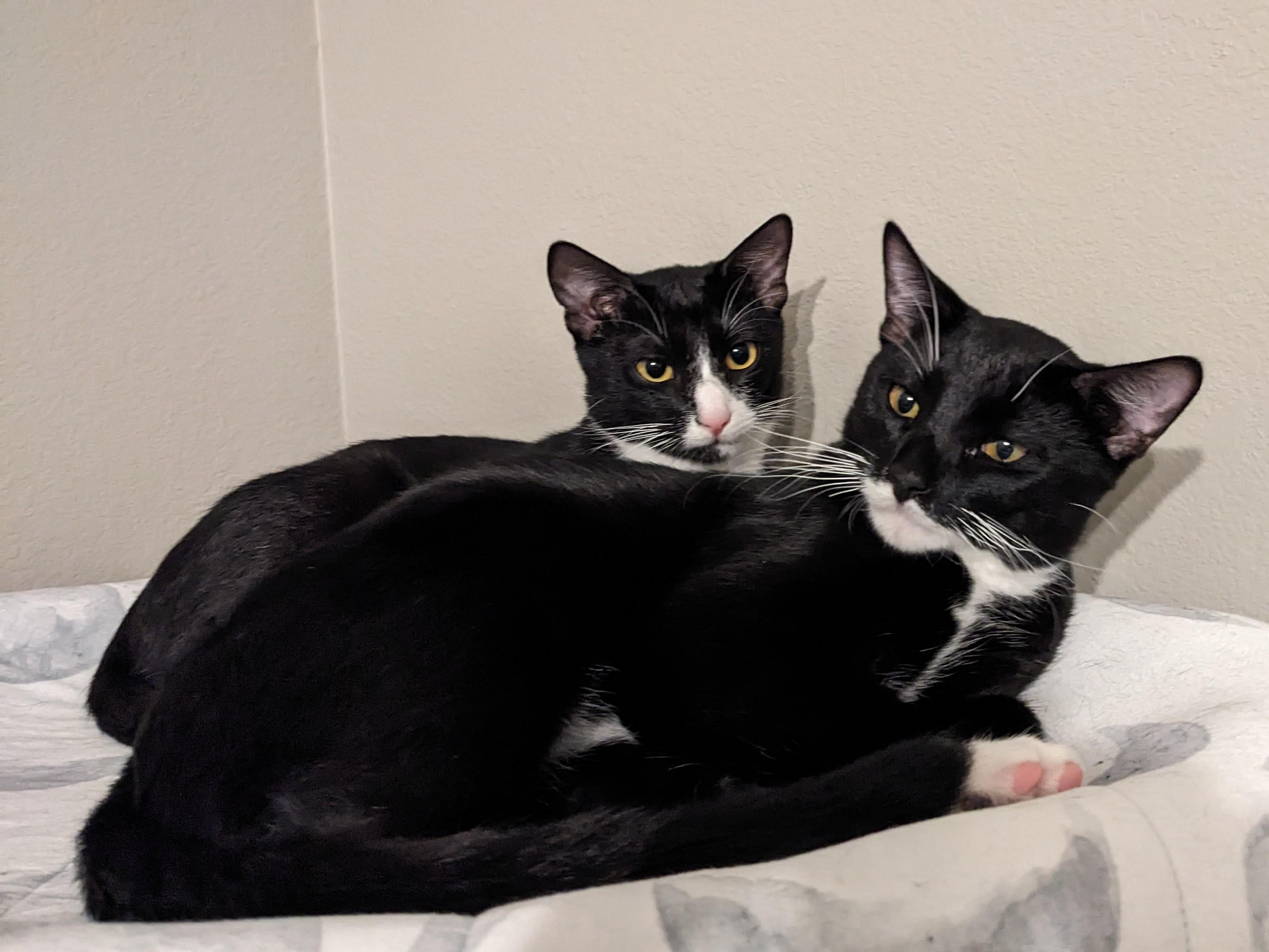 Samson + Frank (bonded pair), Adoptable, Young Male Domestic Short Hair.