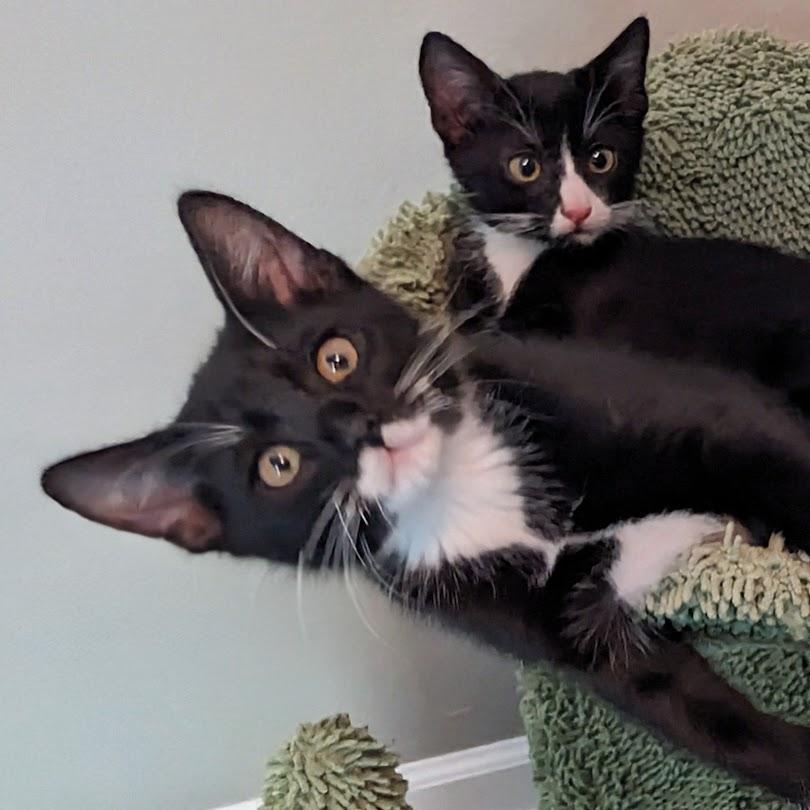 Enlarge Samson + Frank (bonded pair), a Adoptable Domestic Short Hair in Nashville, TN image 2/5