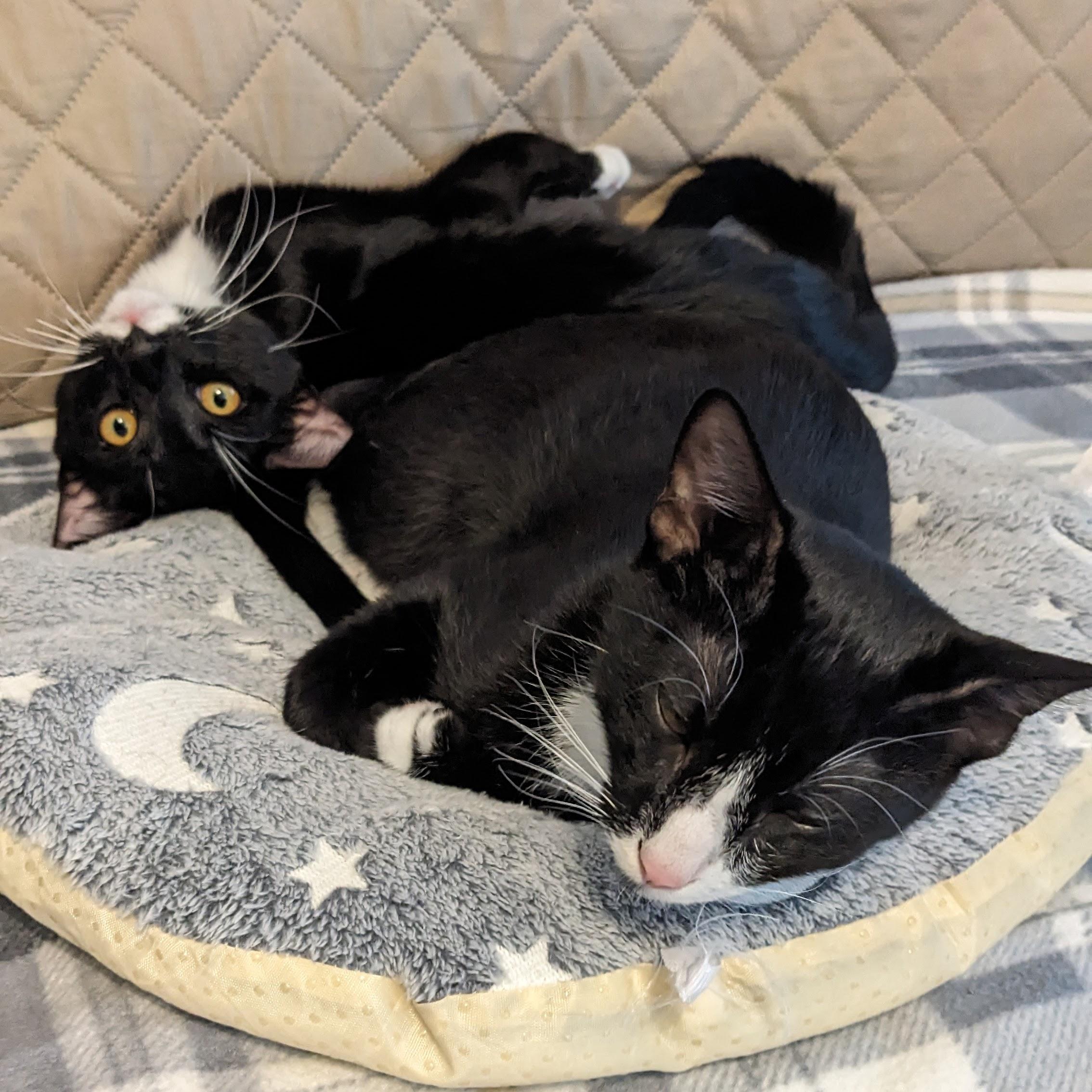 Enlarge Samson + Frank (bonded pair), a Adoptable Domestic Short Hair in Nashville, TN image 3/5