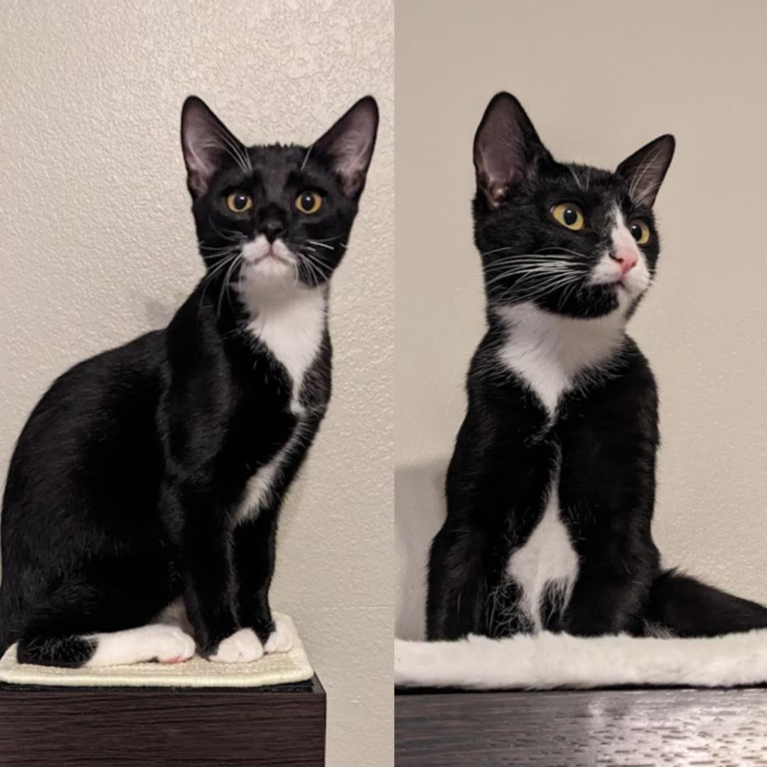 Enlarge Samson + Frank (bonded pair), a Adoptable Domestic Short Hair in Nashville, TN image 4/5