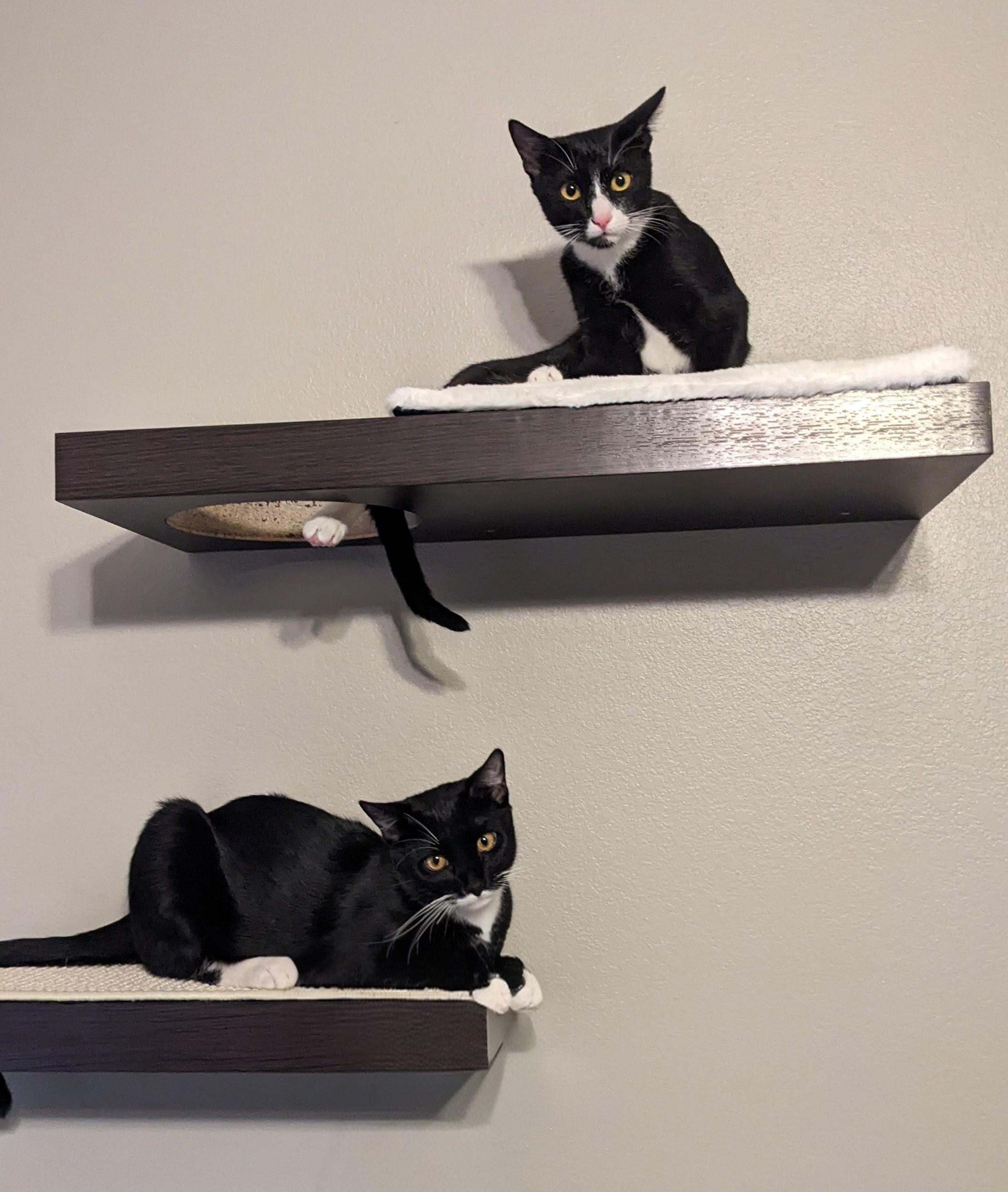 Enlarge Samson + Frank (bonded pair), a Adoptable Domestic Short Hair in Nashville, TN image 5/5