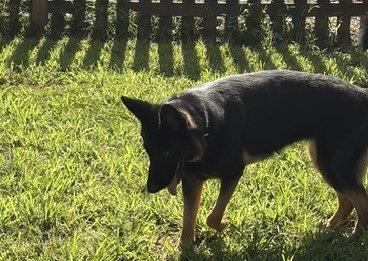 Enlarge SMUCKERS, a Adoptable German Shepherd Dog in Baltimore, MD image 3/3
