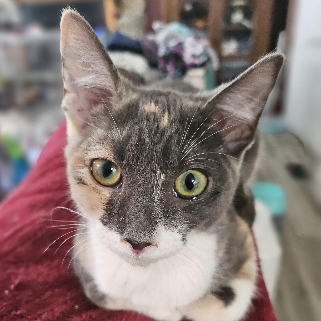 Bougie — thumbnail 2