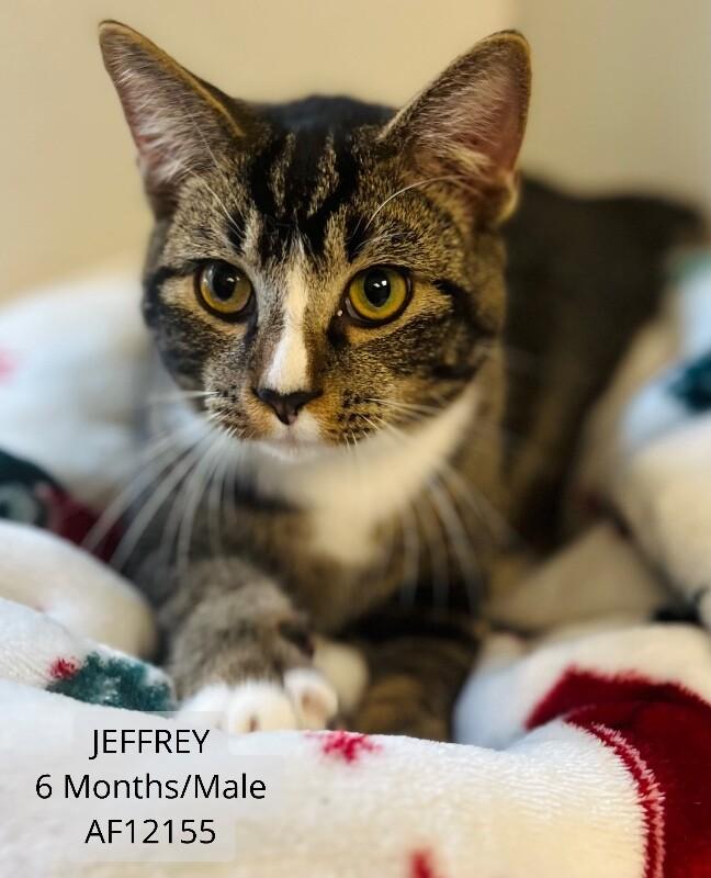 Jeffrey, a Adoptable Domestic Short Hair in Supply, NC image 1/2