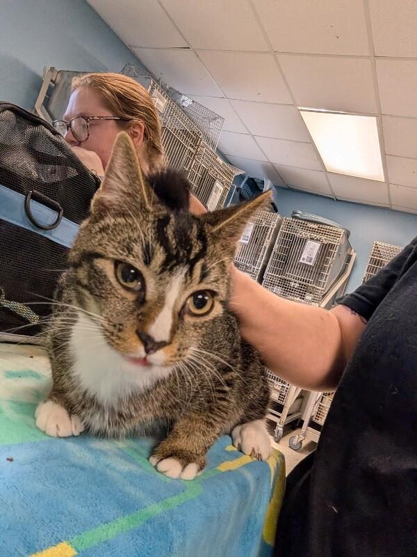 Jeffrey, a Adoptable Domestic Short Hair in Supply, NC image 2/2